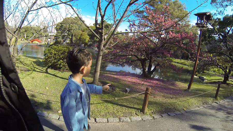 japanese-garden-cherry-blossom